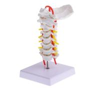 Gatuida Modello Anatomico Cervicale in PVC Durevole con Arteria Carotide e Nervi Modello Didattico per Medici e Studenti Superficie Liscia e Lavabile Strumento di Studio per Scuole