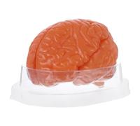 Gatuida Modello di anatomia del cervello umano: struttura del cervello smontata in 3 parti - Strumento didattico anatomico per lo studio medico, la ricerca in psicologia, la biologia e