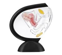 Gatuida Modello Medico Trasparente Struttura Utero Femminile Strumento Didattico Visibile Parete Uterina Compatto e Leggero per Educazione Pazienti e Studio Anatomia