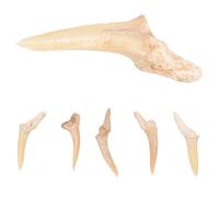 Gatuida Set 6 Collane Ciondolo Dente Di Squalo Fossile, Decorazione Del Collo Naturale Per Bambini, Gioielli Fai Da Te, Superficie Liscia Senza Sbavature, Materiale Sicuro e Durevole