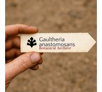 Gaultheria anastomosans SEEDS - - SEMI Tè di montagna | Gaultheria