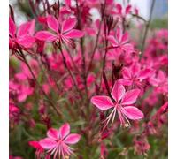 gaura lindheimeri giardino per esterni balcone decorazione giardino semi selvaggio interni balcone parterre 50pcs