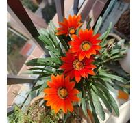 gazania interno per i luoghi soleggiati giardino in vaso ufficio 225semi