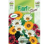 Gazania Nana Compatta Mix