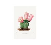 GBYangPJia opera d'arte su tela Rainbow Cactus (Echinocactus Pectiniferus) da Iconographie descriptive des cactées di Charles Antoine Lemaire (1801-1871). grandi stampe decorazione murale 40X60cm