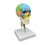 Gcljlmy Modello del cranio umano, testa del cranio modello anatomico, multiuso, con vertebre cervicali dipinte per lo studio dell'insegnamento della scienza