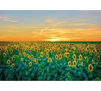 gdkldfg Carta Da Parati Moderna 400x280cm Natura Tramonto Cielo Girasole Verde,Poster Wallpaper,Seta Carta Parati,Decorazioni Parete Camera Da Letto Soggiorno