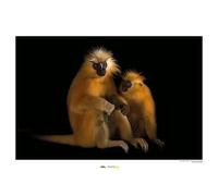 Gee's Golden Langur - Poster da parete, 70 x 50 cm, motivo: comar, stampa artistica (senza cornice), National Geographic
