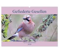 Gefiederte Gesellen - Vögel aus Wald und Garten (Wandkalender 2026 DIN A2 quer), CALVENDO Monatskalender: Aus dem Reich der Vögel