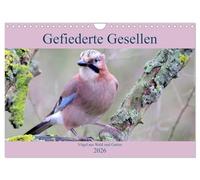 Gefiederte Gesellen - Vögel aus Wald und Garten (Wandkalender 2026 DIN A4 quer), CALVENDO Monatskalender: Aus dem Reich der Vögel