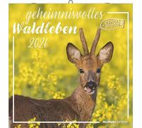 Geheimnisvolles Waldleben 2026 - Broschürenkalender 30x30 cm (30x60 geöffnet) - Kalender mit Platz für Notizen - Forest Animals - Bildkalender - Wandkalender: Forest Animals