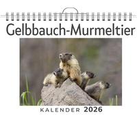 Gelbbauch-Murmeltier: (Wandkalender 2026, Kalender DIN A4 quer, Monatskalender im Querformat mit Kalendarium, das perfekte Geschenk)
