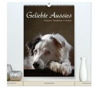 Geliebte Aussies - Australian Shepherds im Portrait (hochwertiger Premium Wandkalender 2026 DIN A2 hoch), Kunstdruck in Hochglanz: Australian Shepherds im Studio portraitiert