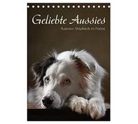 Geliebte Aussies - Australian Shepherds im Portrait (Tischkalender 2026 DIN A5 hoch), CALVENDO Monatskalender: Australian Shepherds im Studio portraitiert