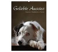 Geliebte Aussies - Australian Shepherds im Portrait (Wandkalender 2026 DIN A2 hoch), CALVENDO Monatskalender: Australian Shepherds im Studio portraitiert