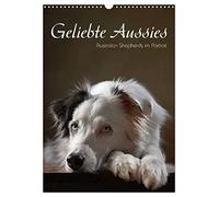 Geliebte Aussies - Australian Shepherds im Portrait (Wandkalender 2026 DIN A3 hoch), CALVENDO Monatskalender: Australian Shepherds im Studio portraitiert