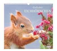 Geliebte Eichhörnchen 2027: Wandkalender 38x35,5 cm mit 12 Eichhörnchenfotografien und 3-sprachigem Kalendarium