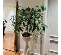 gelsomino Clerodendrum wallichii - rampicanti robusta ufficio d'appartamento balcone primavera 1Bulbi 20cm