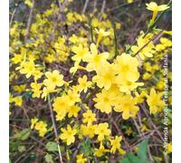 Gelsomino giallo invernale, 8 piante alte 40/60 cm, vaso 8, Jasminum nudiflorum