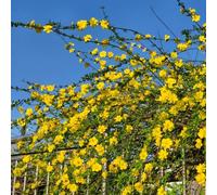 gelsomino invernale, Aiule rialzate per il giardino tappezzante e resistente in vaso,di, esotiche giardino sul balcone da 60semi