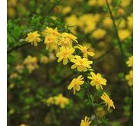 gelsomino invernale giallo - semi di resistenti vaso di al coperto balcone estivi, autunnale, 50pcs