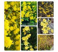 gelsomino invernale giallo - semi giardino che amano l'ombra, resistenti 80pcs