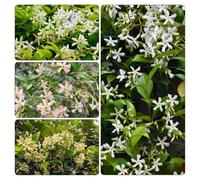 gelsomino - madura prima di interni esotici ciondoli da ufficio, resistenti, interni silvestres balcone semi 450pcs