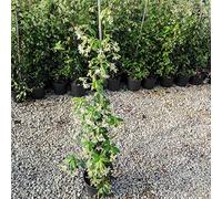 Gelsomino Rampicante, 10 piante alte 100/120 cm, vaso 16, per 8-12 metri di siepe