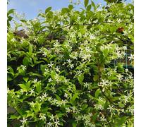 gelsomino rampicante balcone d'appartamento esotiche giardino che 2piante 20-30cm