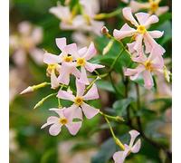 gelsomino semi biologici per ufficio rigenerazione tetti serra balcone arbusto farfalle semi tagliati estate autunno resistenti primavera 30 pezzi