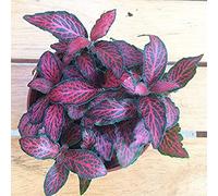 Generic 100 Pz/borsa Fittonia Seeds Vitale Alto Tasso di Germinazione Home Decor Semina Indoor Piantare Piantine per Giardino Coltiva Il Tuo Cibo di Sopravvivenza 2