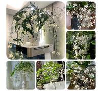 Generic 200 Semi di Clerodendrum Wallichii, Vaso per piante decorative Piante da giardino in vaso, Resistenti all'inverno per piante da balcone serra