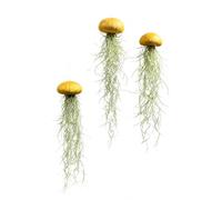 Generic 3 piante aeree meduse con ricci di mare dorati e muschio spagnolo.