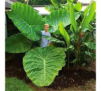 Generic Fresh 20pcs Alocasia Macrorrhiza Seed for Planting Green 2:packing seeds only