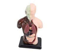 Generic Kit di Apprendimento Scientifico per Modelli Anatomici per Coinvolgere i Bambini Nella Biologia Umana 24,5x12,5x7,5 Cm Struttura in Plastica