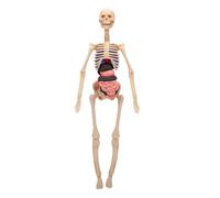 Generic Kit Modello di Scheletro del Corpo Umano Trasparente con Organi Staccabili per L'apprendimento Interattivo per Strumenti di Scienze Educative per Bambini
