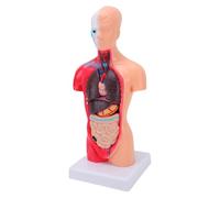 Generic Modello Anatomico del Corpo Umano 11,02 Pollici Realistico 15 Parti Rimovibili per Materiale PVC per L'istruzione Scolastica