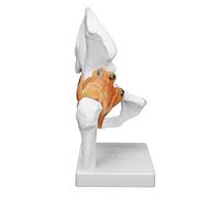 Generic Modello Anatomico Dell'anca con Legamenti Modello di Articolazione Dell'anca Stabile e Durevole per Chirurghi Ortopedici