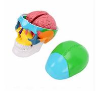 Generic Modello di Anatomia del Cranio Strumento Educativo con Display Cerebrale Staccabile per Aula e Studio a Casa PVC 4,53x3,35x2,76 Pollici