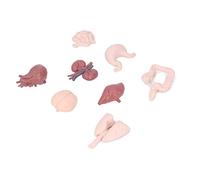 Generic Modello di Organo Umano Anatomia del Corpo Strumento Educativo Modello di Anatomia del Torso Umano con Cervello Cuore Polmoni Fegato Stomaco Intestino Reni per L'insegname