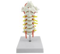 Generic Modello di vertebre della colonna vertebrale umana con nervi e osso occipitale, scheletro anatomico per l'educazione sanitaria, display dell'arteria cervicale, base rimovibile, costruito in