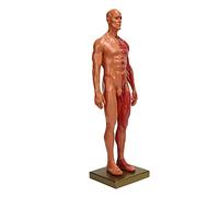 Generic Modello Muscolare, Modello di Muscolare in Miniatura della Testa e Collo Umana 30 Cm Resina Maschio Muscoloscheletrio Struttura della Scultura Anatomico Anatomico