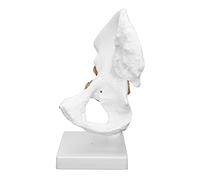 Generic Modello Professionale Dell'articolazione Dell'anca con Legamenti Modello 3D Dell'osso Dell'anca Umana Ideale per Studio e Regalo, Materiale PVC di Alta qualità, 10,2 X 4,7 X 4,7 Pollici