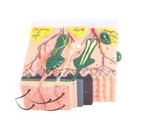 Generic Modello Tridimensionale della Pelle Umana 50X per L'apprendimento Scolastico, Sussidio Didattico per L'anatomia e la Biologia