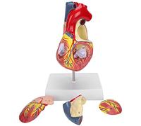Generic Organo di Simulazione Didattica per Modello di Cuore Umano a Grandezza Naturale 2X per Studenti di Medicina 17 X 13 X 28 Cm