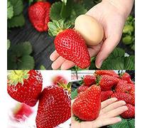 Generic Semi di fragola gigante, 300 pezzi Semi di fragola gigante Giardino Cortile Fattoria Delizioso balcone Bonsai Decor Semi di Fragola Gigante