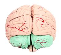 Generic Studio delle Neuroscienze Modello del Cervello Umano Parti Principali Staccabili per la Ricerca Scientifica Buono per lo Studio dei Bambini Realizzato in Materiale PVC