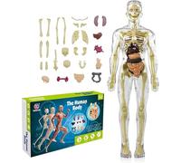 Generico 11,22 Pollici Fai da Te assemblato Torso Umano Modello di Organo, Bambini Anatomia Giocattoli interattivo Modello del Corpo Umano per i Bambini Bambini Imparare la Scienza, età 6+,A