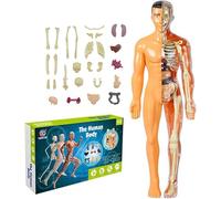 Generico 11,22 Pollici Fai da Te assemblato Torso Umano Modello di Organo, Bambini Anatomia Giocattoli interattivo Modello del Corpo Umano per i Bambini Bambini Imparare la Scienza, età 6+,B