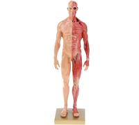 Generico 11.8" Modello Miniatura del Sistema Muscolare - Modello Anatomico dei Muscoli Umani in Resina, con Base e Texture Muscolare Trasparente - Mostra Muscoli Superficiali,Male